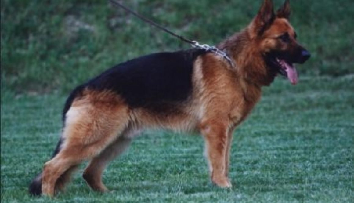 CHRISHAN V. DATSCHAPARK