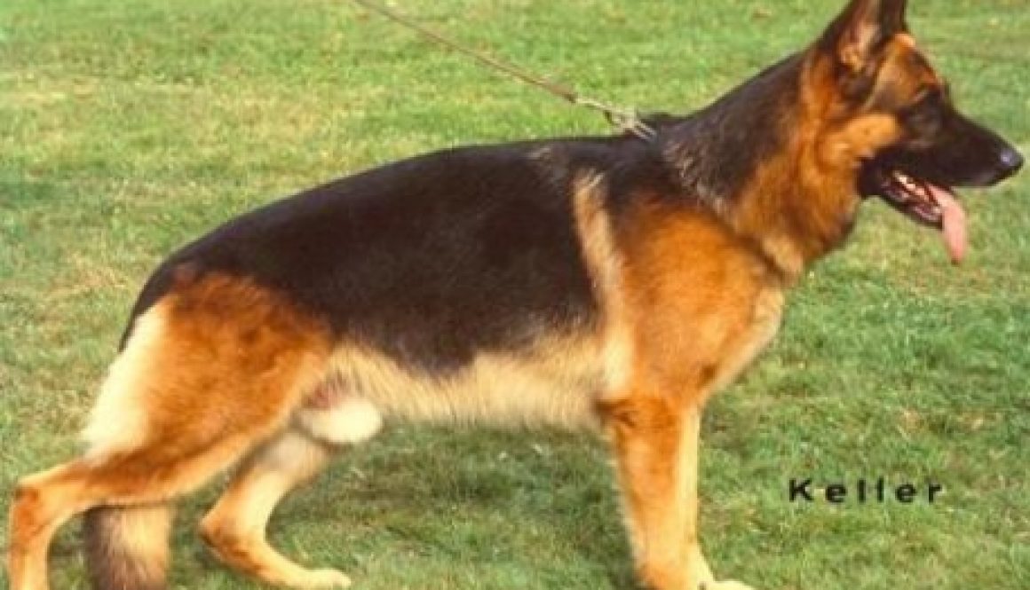 SASKO V.D. NORISWAND