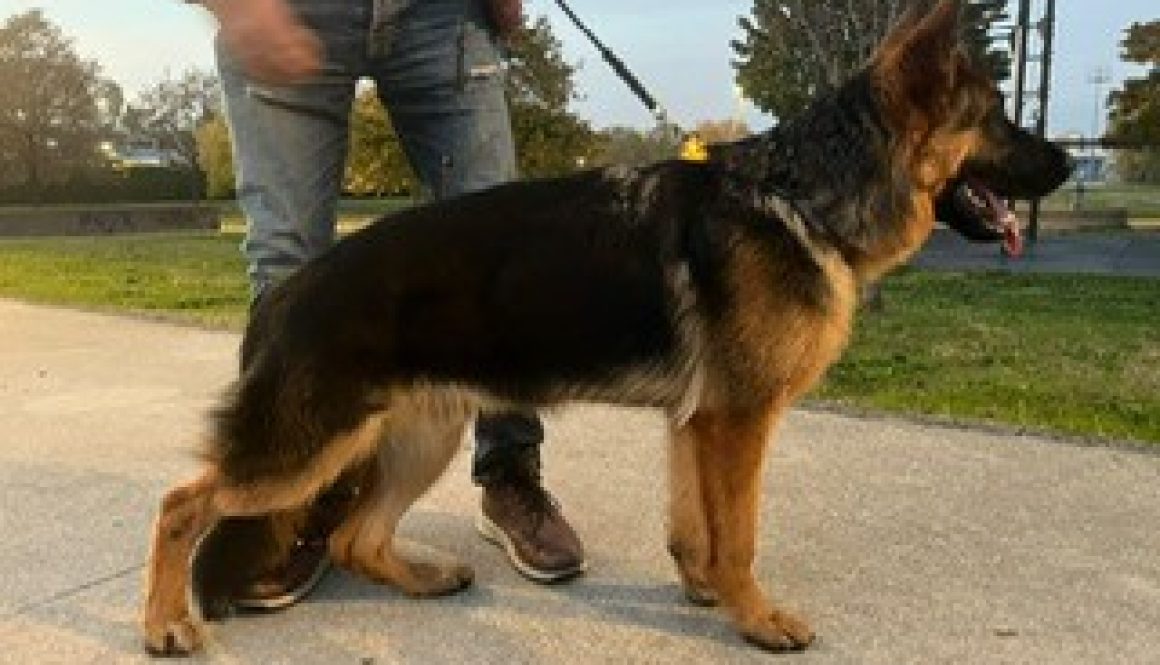 ZORRO